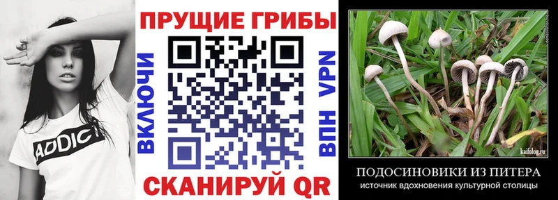 закладка  Красный Кут  Галлюциногенные грибы мицелий 